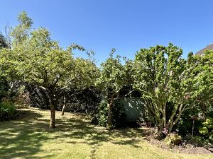 Apple Trees- click for photo gallery